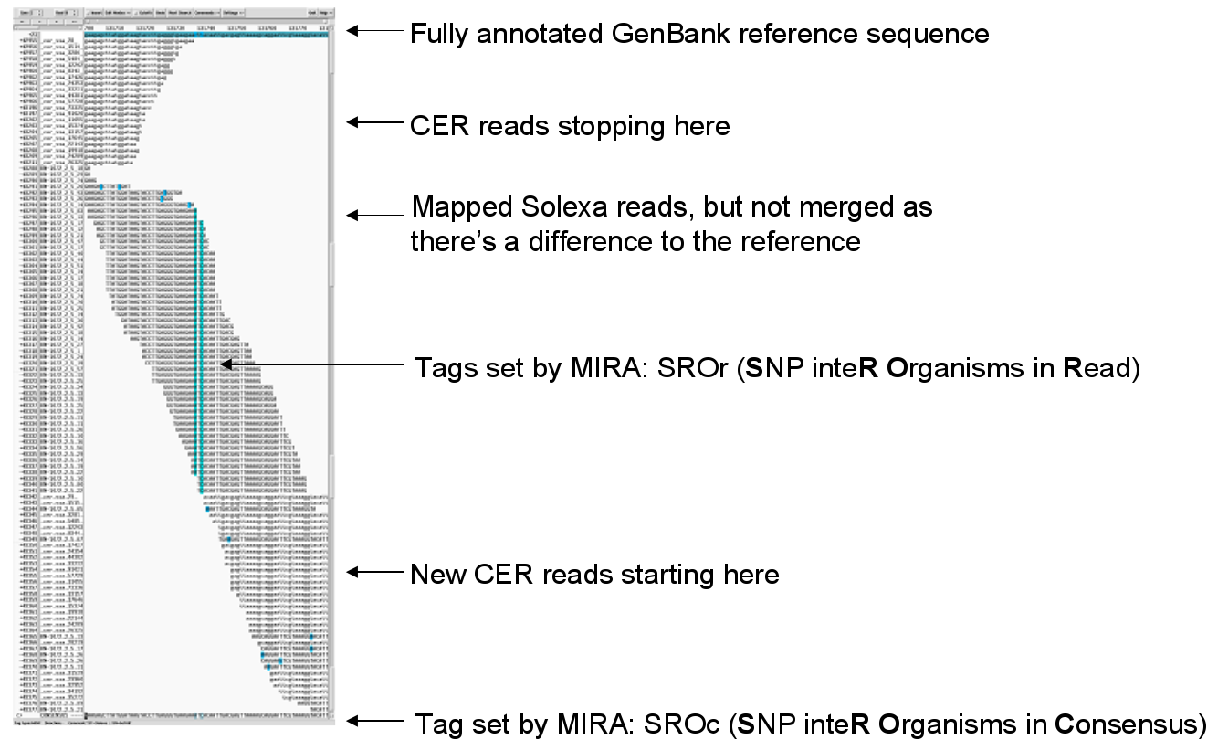 Coverage equivalent reads let SNPs become very visible in assembly viewers